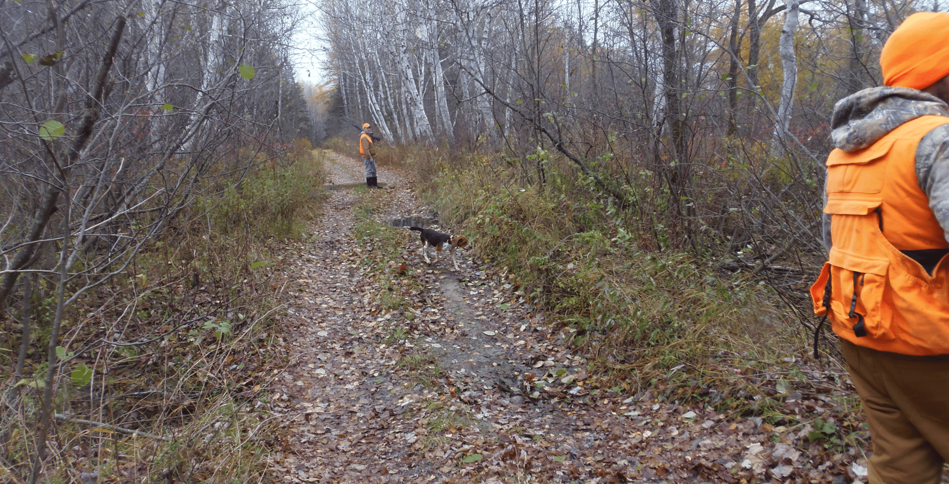 Person walking a dog on a forest trail in late autumn.