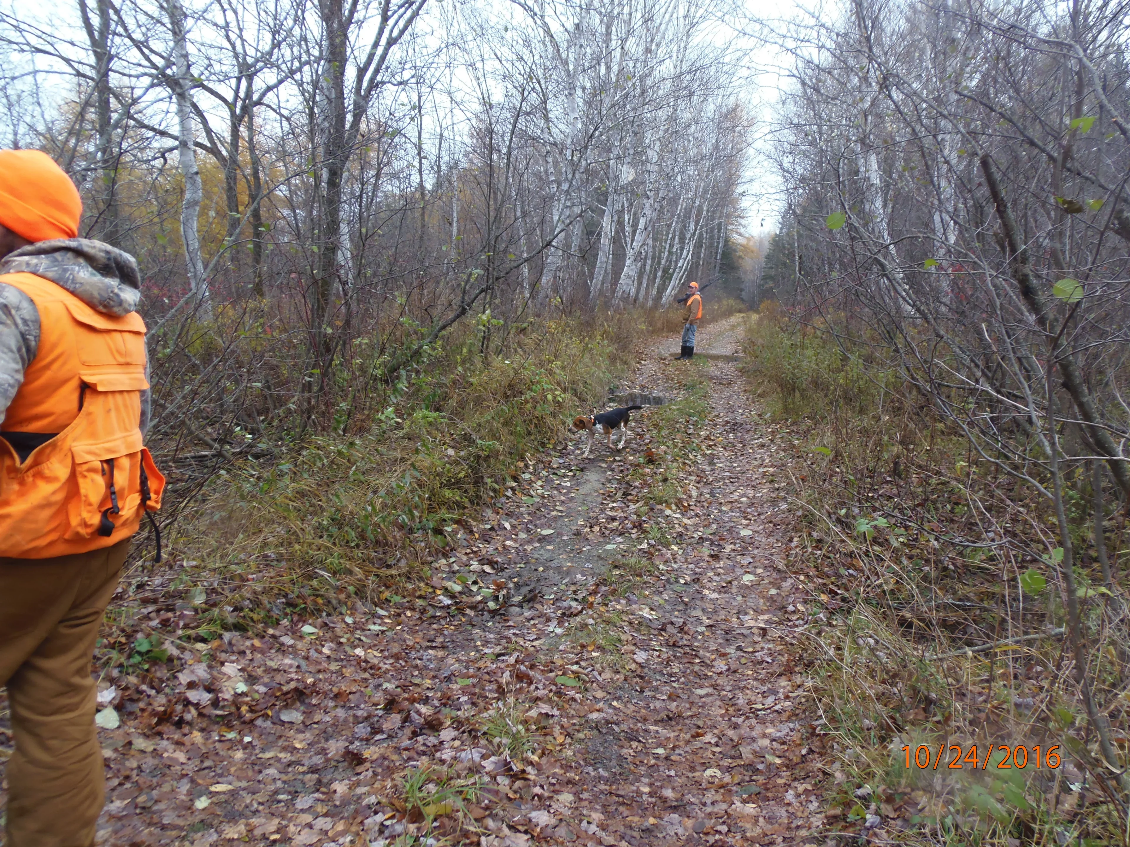 A person in orange hunting gear walking on a forest trail with dogs.